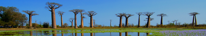 L’Allée des Baobabs